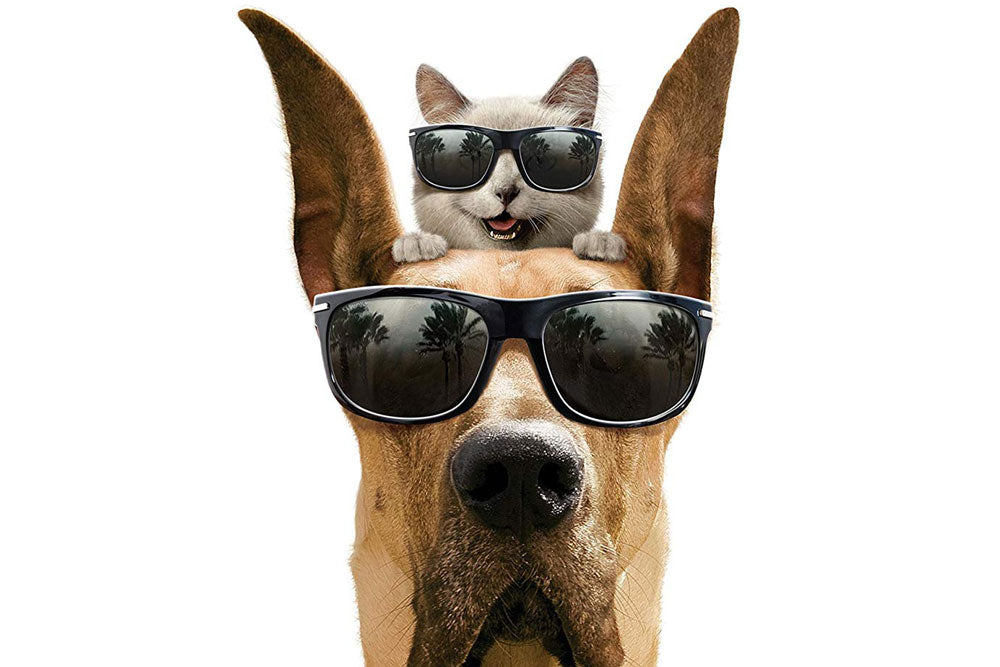 Perro y gato con gafas de sol