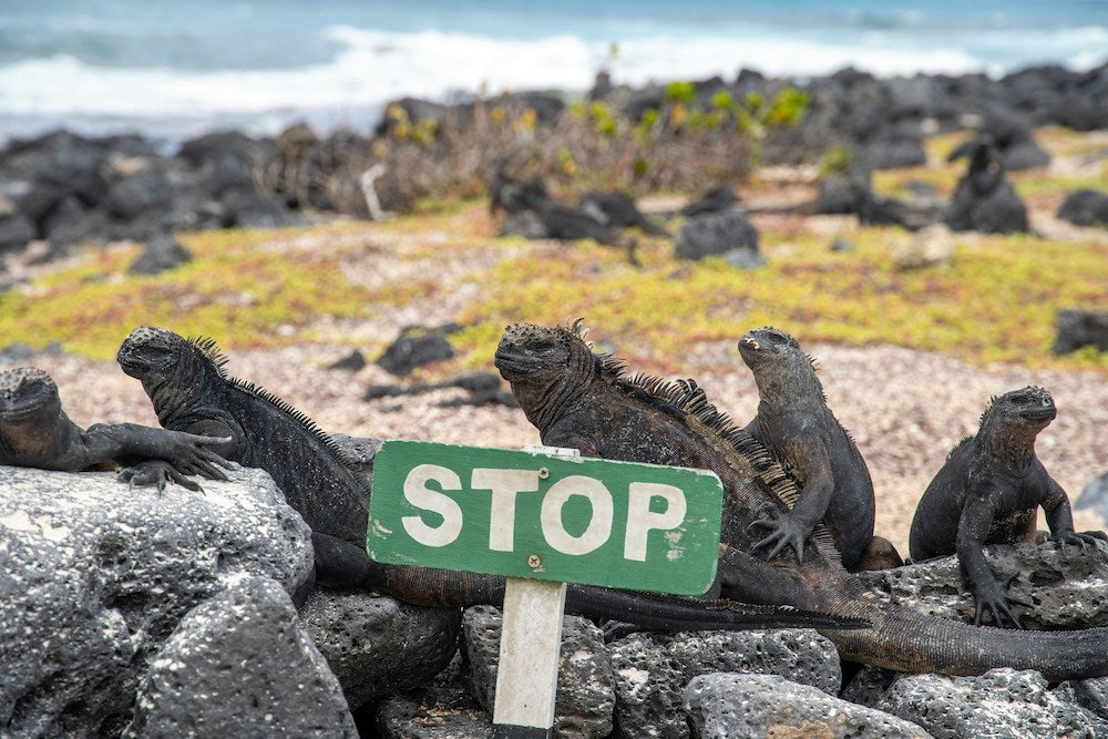 Fauna Islas Galápagos