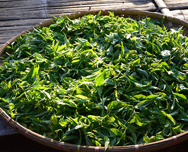 Tea Leaves in bulk