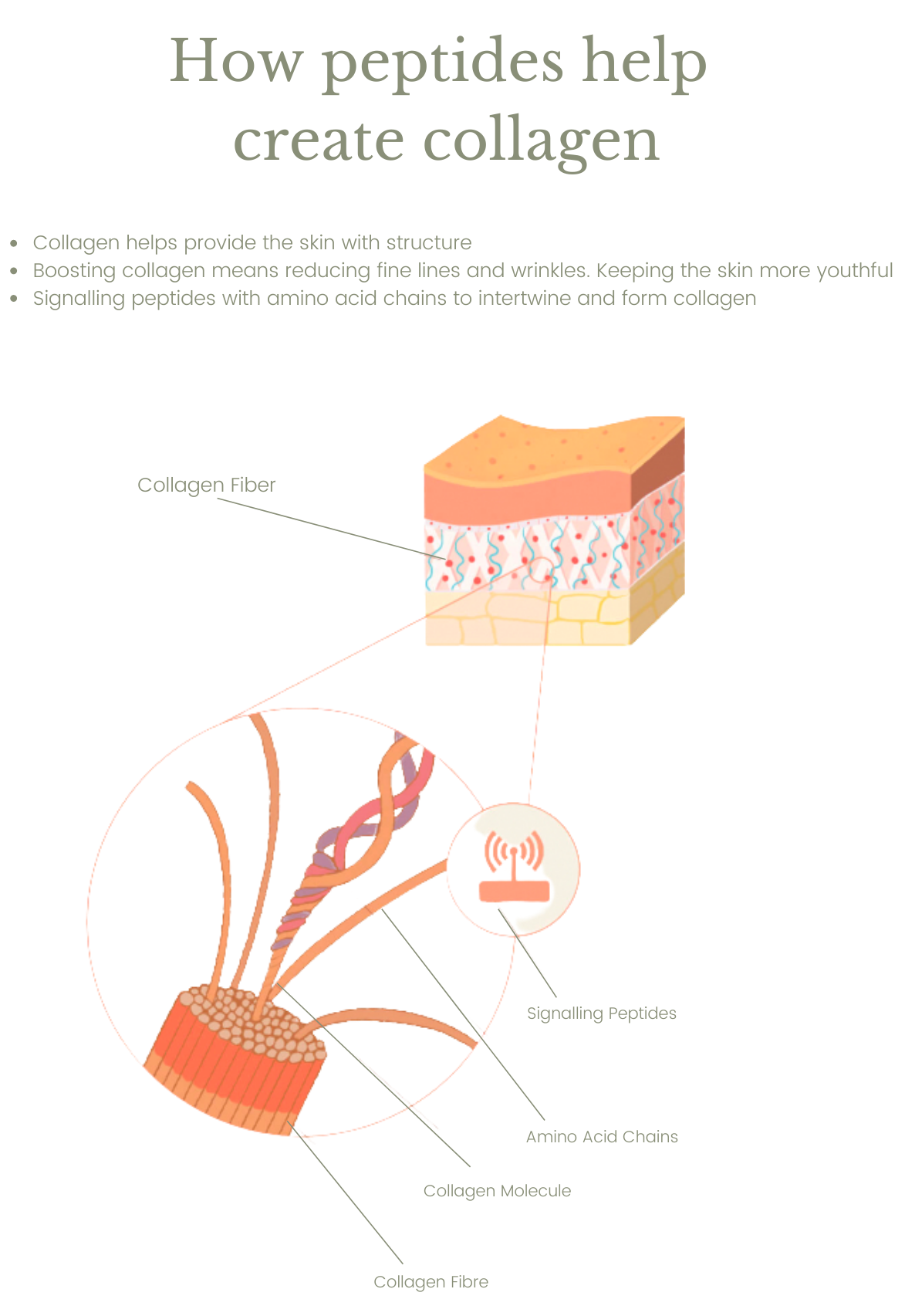 how peptides produce more collagen 