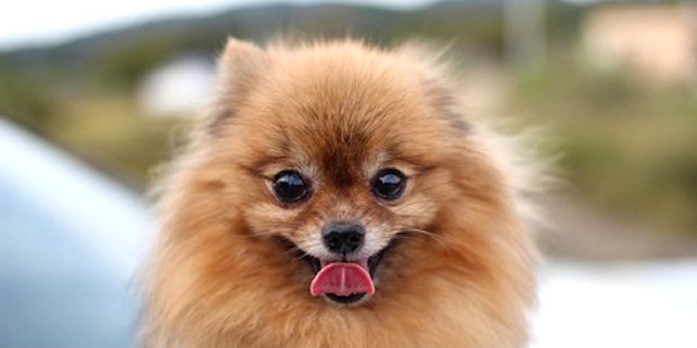 おるすわん図鑑 Vol 6 ポメラニアン Furbo 愛犬のためのペットカメラ