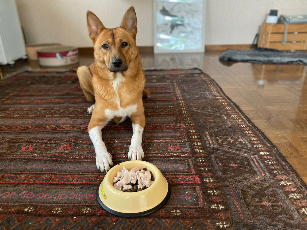 困り顔の保護犬福のファーボ日記 Vol 06 暑さを乗り切る福の自家製ジャーキー Furbo 愛犬のためのペットカメラ