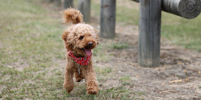 おるすわん図鑑 Vol 7 ミニチュアシュナウザー Furbo 愛犬のためのペットカメラ