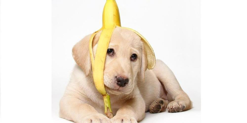 犬が食べても良いフルーツ 食べてはいけないフルーツ Furbo 愛犬のためのペットカメラ