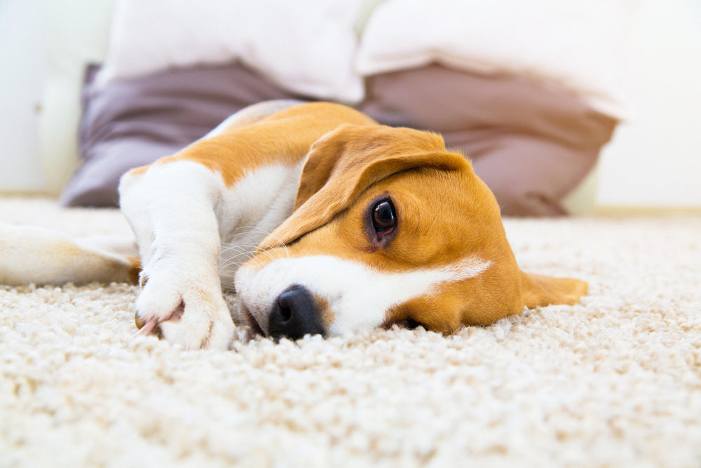 犬のうつ病 Furbo 愛犬のためのペットカメラ