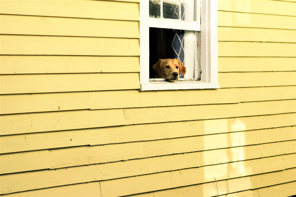 飼い主が外出する時になぜ犬は吠えるのか Furbo 愛犬のためのペットカメラ