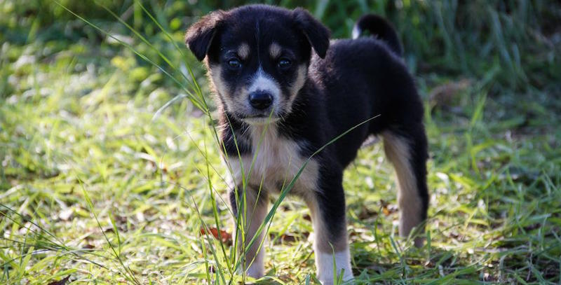 犬が草を食べるのはなぜ Furbo 愛犬のためのペットカメラ