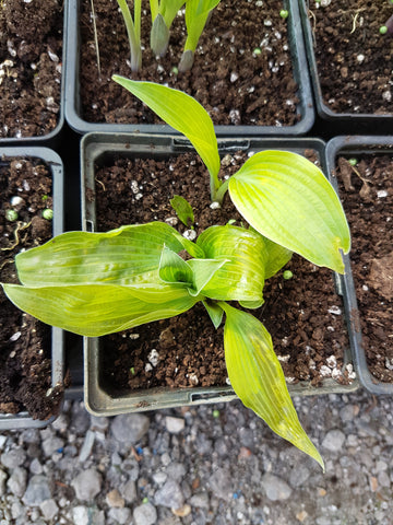 Hosta Frost Damaged