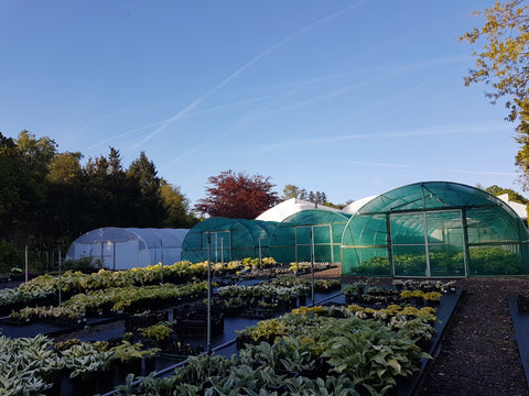 Sienna Hosta Nursery