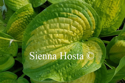 Hosta 'Paradigm'