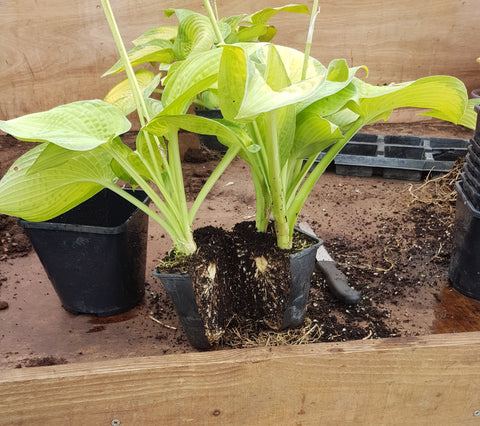 Dividing Hostas