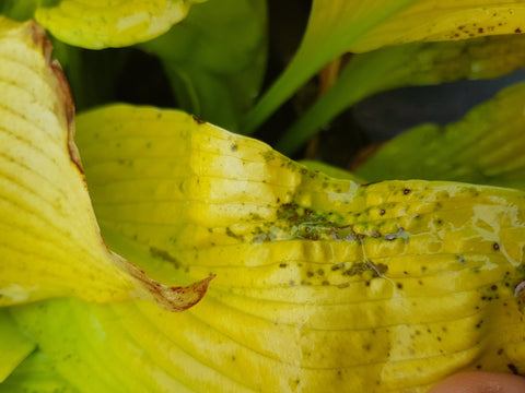 Hosta with a fungal issue