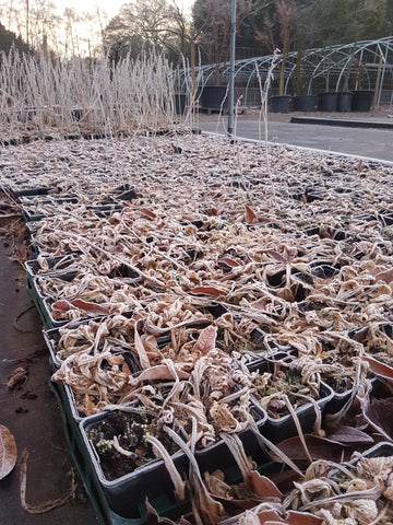 Died back hostas in Winter