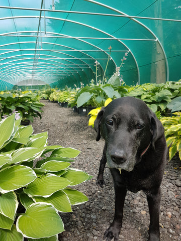 Dogs and Hostas