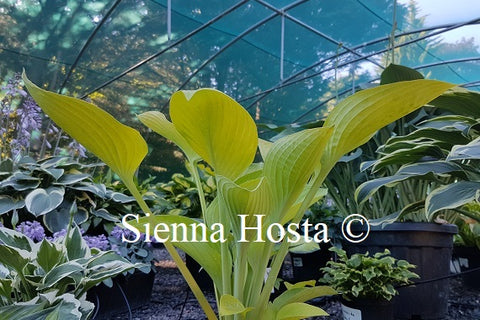 Hosta 'World Cup'