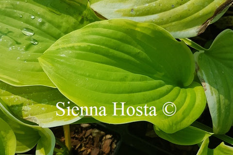 Hosta 'Fragrant Bouquet'