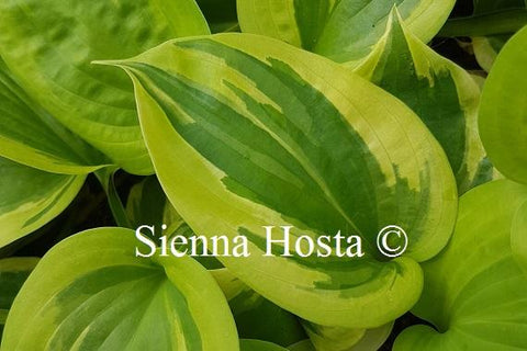 Hosta 'Essence of Sunset'