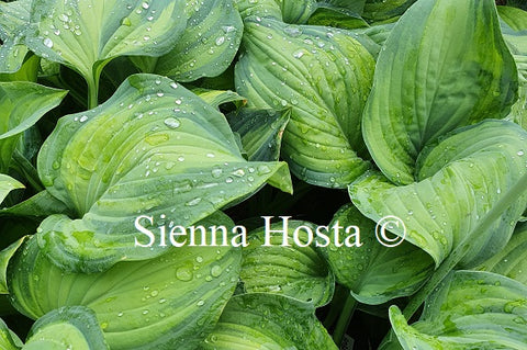 Hosta 'Ambrosia'