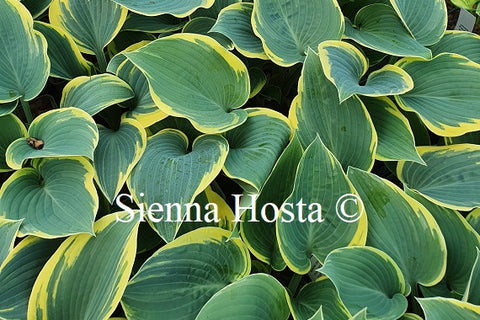 Hosta 'First Frost'