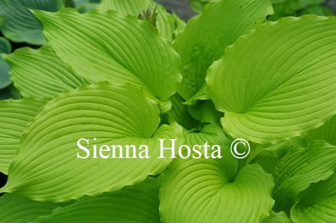 Hosta Dancing Queen