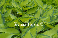 Hosta June