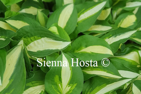 Hosta 'Lakeside Spellbinder'