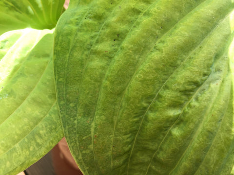 HVX Hosta Virus X discolouration symptoms