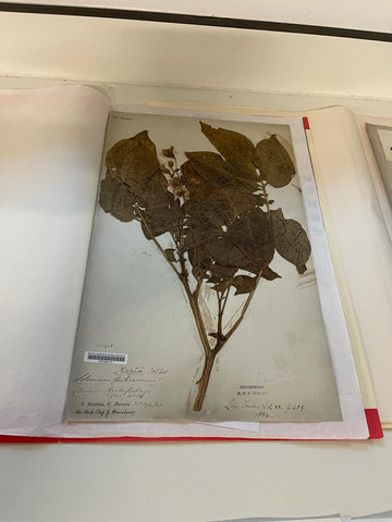 RHS Wisley Herbarium Charles Darwin Specimen