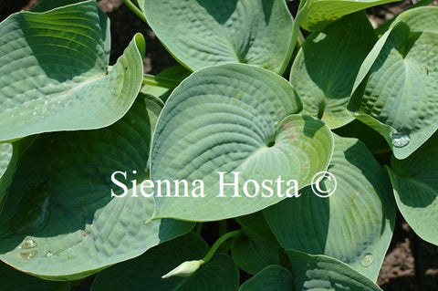 Hosta 'Abiqua Drinking Gourd'