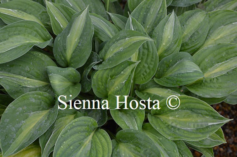 Hosta 'Striptease'