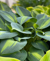 Hosta 'Dinner Jacket'