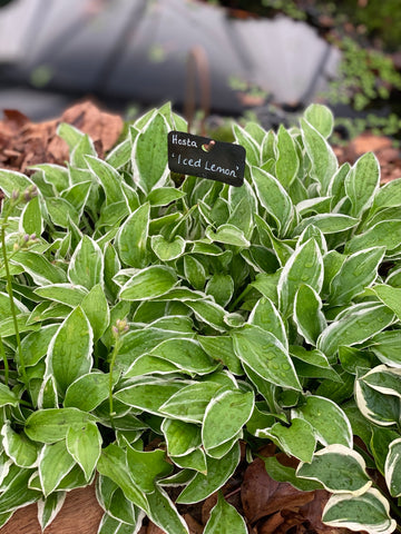 Hosta Iced Lemon