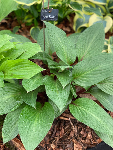 Hosta First Blush