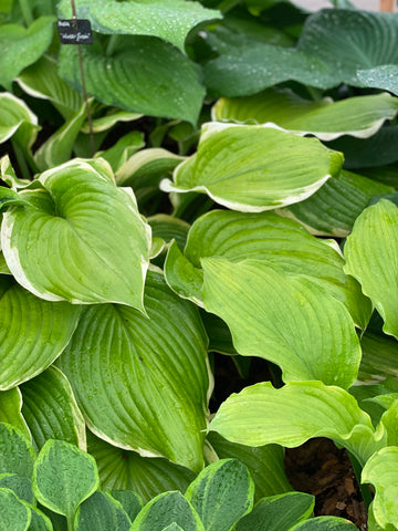 Hosta Winter Snow