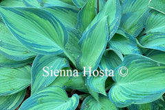 Hosta June