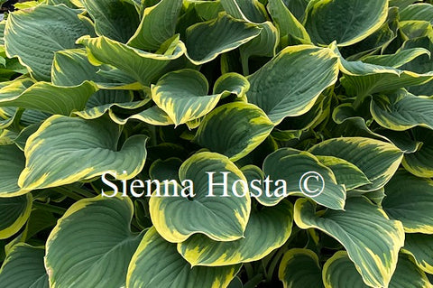 Hosta 'Sagae'