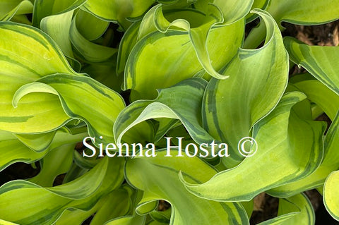 Hosta 'Ripple Effect'