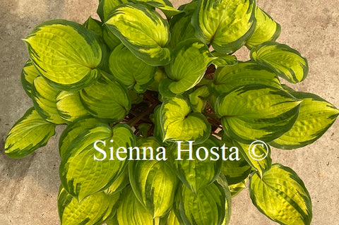 Hosta 'Island Breeze'