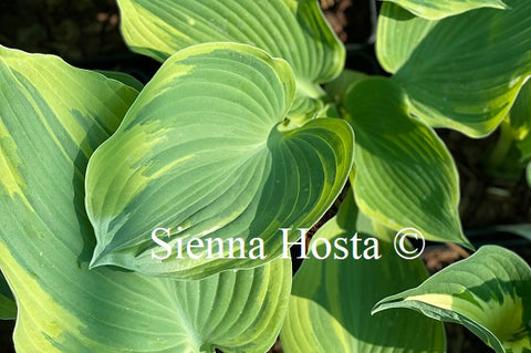 Hosta 'Earth Angel'