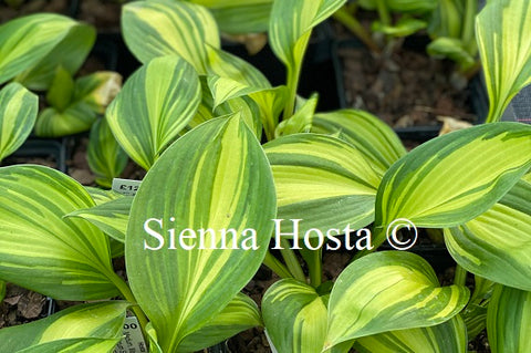 Hosta 'Rainbows End'