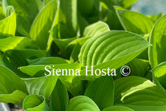 Hosta August Moon