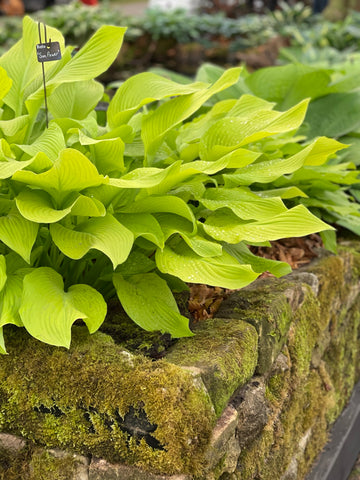 Hosta 'Sun Power'