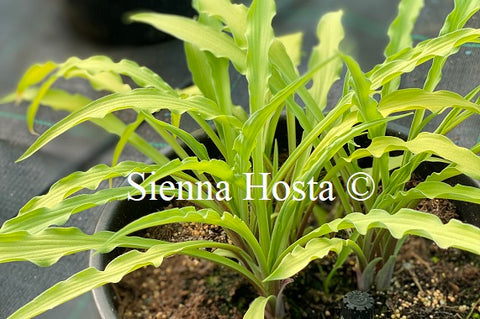 Hosta 'Curly Fries'