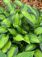 Hosta 'Justine'