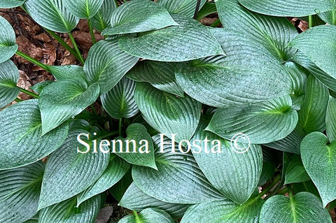 Hosta 'Devon Green'