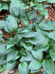 Hosta 'Devon Green'