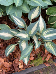 Hosta 'Ivory Queen'