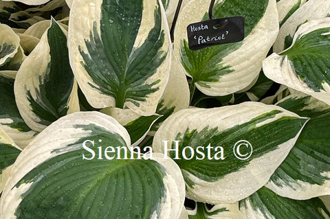 Hosta 'Patriot'