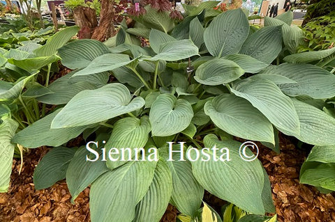 Hosta 'Empress Wu'