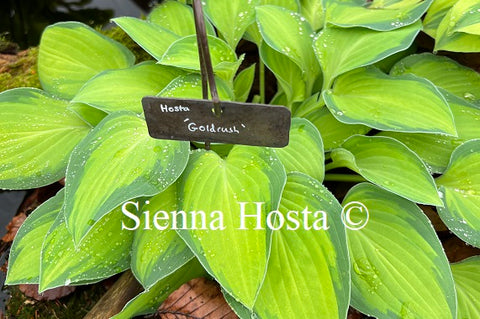 Hosta 'Goldrush'